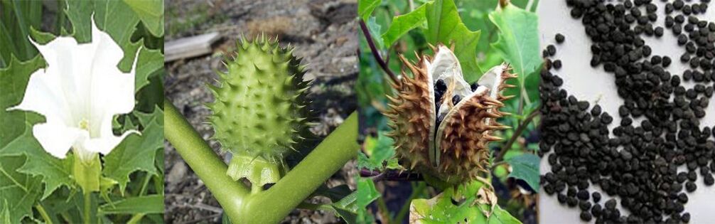 Datura sēklas varikozu vēnu ārstēšanai mājās