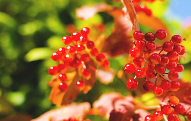 Viburnum ogas palīdz izārstēt varikozas vēnas